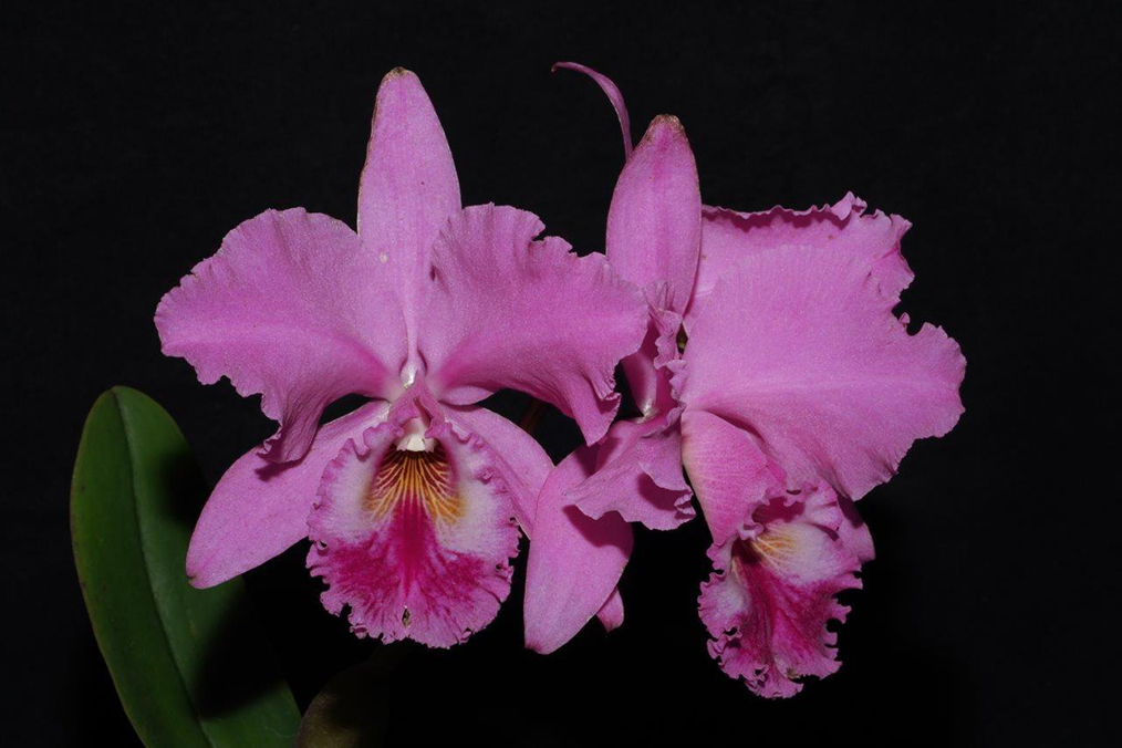 Cattleya labiata tipo 'Ursula' x self