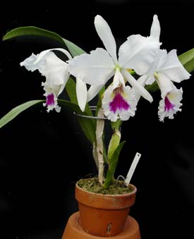 Cattleya labiata var. semi-alba 'Jeannie Shrimpton' x '#3'