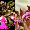 Cattleya Landate 'Dwarf' x Encyclia phoenica 'Cuba'