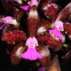 Cattleya leopoldii amethistina