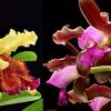 Cattleya leopoldii 'Dark Show' x Cattleya dowiana aurea 'Uraba-A'
