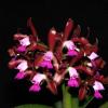 Cattleya leopoldii escura 'Brilhosa' x Cattleya leopoldii vinho 'Fininha'