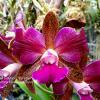 Cattleya leopoldii trilabelo 'Veredas'