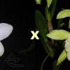 Cattleya loddigesii alba 'Z-492' x Brassavola glauca