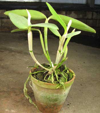 Cattleya loddigesii coerulensis x sib