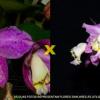 Cattleya loddigesii punctata 'AWZ' x loddigesii striata (venosa)