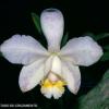 Cattleya loddigesii punctata coerulea x SELF