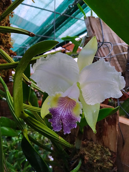 Cattleya lueddemanniana coerulea (Siquesique x Murilo) x (Mariaux x Amparo)