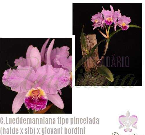 Cattleya lueddemanniana tipo ('Haide' x sib) x coerulea 'Giovani Bordini'