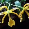 Cattleya luteos forbesii x Brassavola cucullata