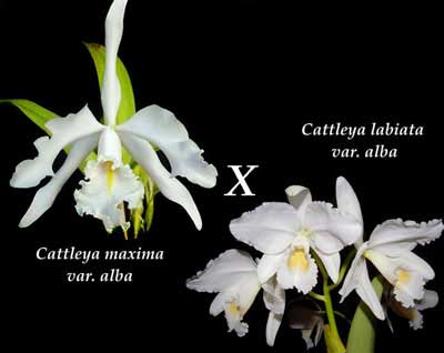 Cattleya maxima var. alba 'Queen Silvia' x Cattleya labiata var. alba 'Knabe'