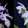 Cattleya maxima coerulea 'Hector' x gigas coerulea 'Gigi'