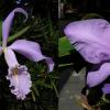 Cattleya maxima coerulea 'Hector' x nobilior coerulea 'Luar do Sertao'