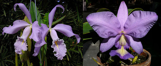 Cattleya maxima coerulea 'Hector' x nobilior coerulea 'Luar do Sertao'