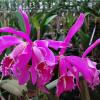 Cattleya maxima