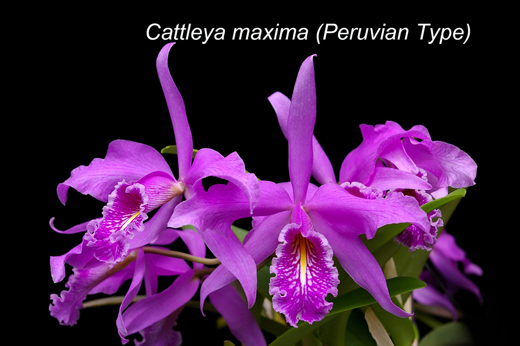 Cattleya maxima (Peruvian type)