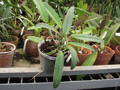 Cattleya maxima 'Selection Dunkel'