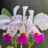 Cattleya mendelii flamea 'Hada' x self