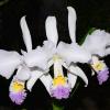 Cattleya mendelii 'Labios Azules' x 'La Bonita' 4N