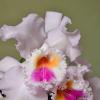 Cattleya mendelii (Rosita x self)