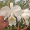 Cattleya mendelii alba 'Napoleon'