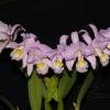 Cattleya mendelli concolor 'Bucaramanga' x SELF