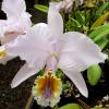 Cattleya mossiae coerulea 'Select'