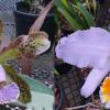 Cattleya mossiae coerulea x schilleriana coerulea (Cattleya Miss Harris coerulea)