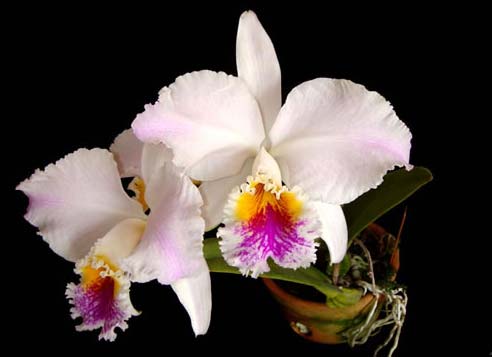 Cattleya mossiae s/a 'Young's Variety' x Cattleya mossiae s/a 'Blanca'