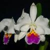 Cattleya mossiae semi alba 'Sao Luiz' x Cattleya mossiae semi alba 'Bela Vista'