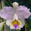 Cattleya mossiae tipo x self