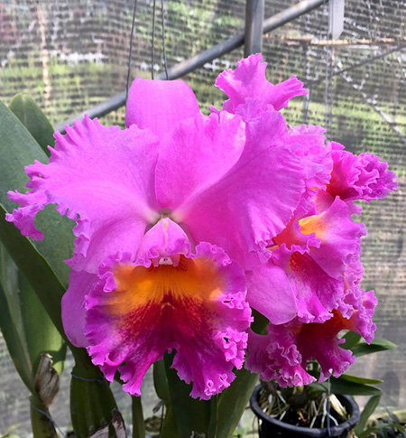 Cattleya Nij Fourty Four