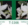 Cattleya nobilior alba 'Santa Cruz' x Cattleya nobilior semi-alba 'Gnomos'