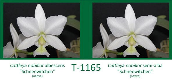 Cattleya nobilior albescens 'Schneewitchen' x Cattleya nobilior albescens 'Schneewitchen'
