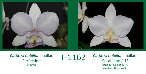 Cattleya nobilior amaliae 'Perfection' x Cattleya nobilior amaliae 'Casablanca' TE