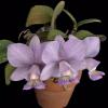 Cattleya nobilior amaliae-venosa 'Mascaras'