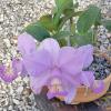 Cattleya nobilior amalie 'Boleada' x 'Fatal Ataction'