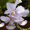 Cattleya nobilior coerulea claro x