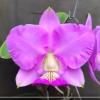Cattleya nobilior 'Fatal Atraction' x 'Kaue'