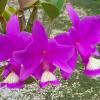 Cattleya nobilior 'Feitico Goiano' x 'My Love'