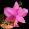 Cattleya nobilior (rubra x coerulea)