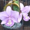 Cattleya nobilior amalie 'Bom' selecao x 'Fatal Ataction'