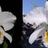 Cattleya percivaliana alba 'Oro Cochano' x percivaliana albescens 'Sonia Urbano'