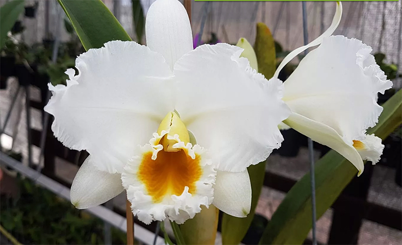 Cattleya percivaliana alba 'Polar'