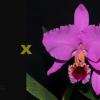 Cattleya percivaliana (Albert´s' x 'Aniel') x SIBLING