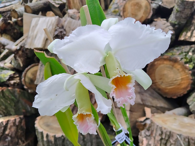 Cattleya percivaliana albescens nativa