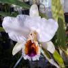 Cattleya percivaliana coerulea 'Mendo #1'