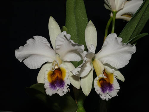 Cattleya percivaliana coerulea ('San Cristobal' x '1')