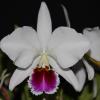 Cattleya percivaliana semi-alba 'Farah Diba'