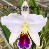 Cattleya percivaliana tipo 'Black Lip' x semi-alba 'Farah Diba'